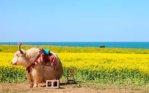 13 Tage Shanghai Xining Lhasa Kathmandu Reise mit dem Zug