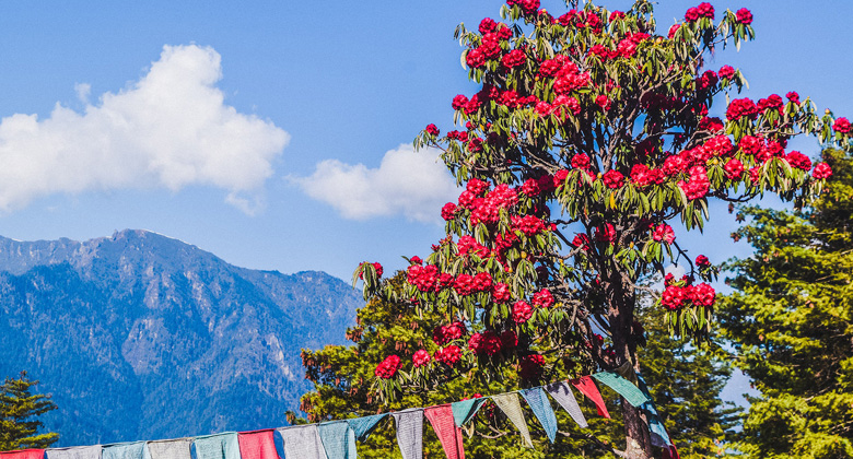 Bl&uuml;hende Rhododendren im Paro-Tal in Bhutan im Fr&uuml;hling