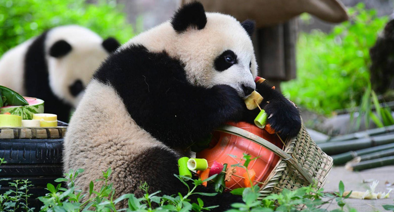 Chengdu Riesenpanda-Aufzuchtstation