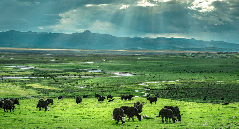Maoya-Steppe in Litang