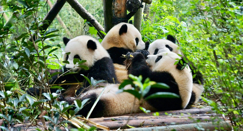 Chengdu Forschungsstation für die Zucht von Großen Pandas