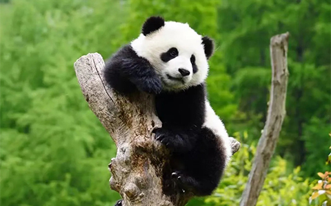 Chengdu Tibet