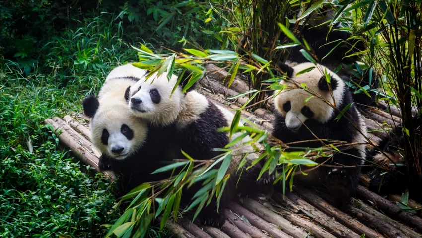 Riesenpandas in der Zuchtanlage