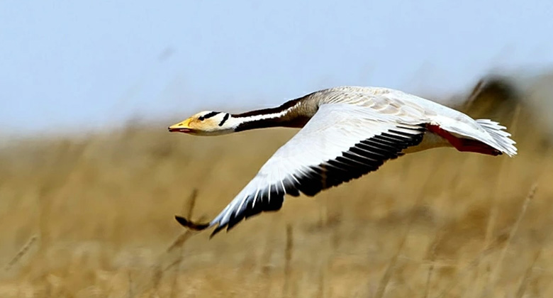 Bar-headed geese