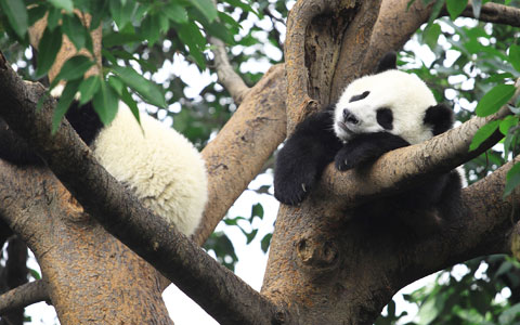 16 Tage Erstaunlich Kham Tour