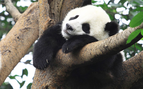 14 Tage Shanghai nach Chengdu Tour und Lhasa nach Peking Tour