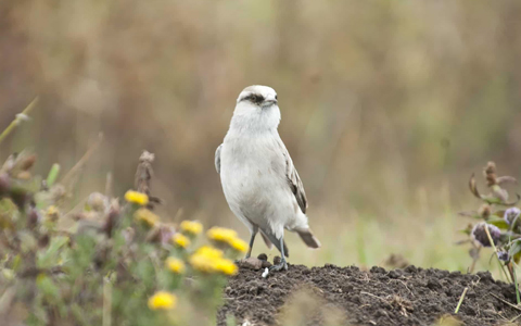 4 Tage Lhasa und seine Umgebung Winter Birding Tour