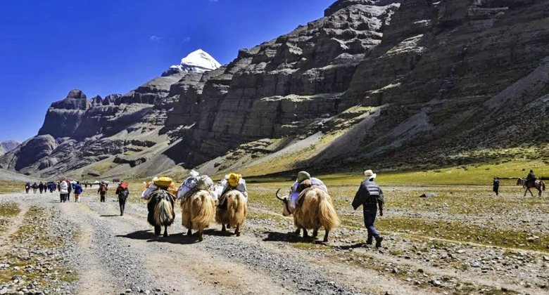 Tr&auml;ger und Yaks beim Gep&auml;cktransport auf der Kailash-Kora