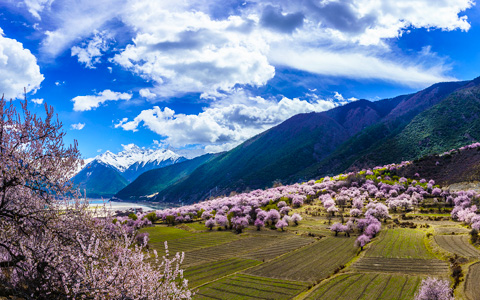 5 Days Nyingchi Peach Blossom Festival Tour with Four Scenic Spots