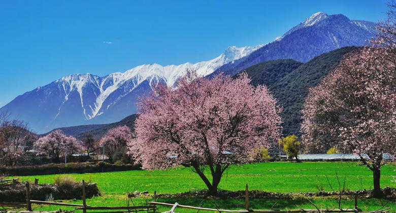 Die Pfirsichblüte im Kreis Gongbo'gyamda im April genießen