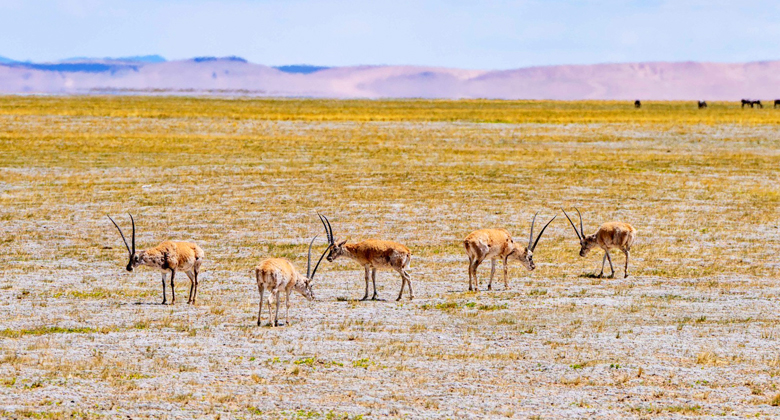 Tibetantilopen im Naturschutzgebiet Hoh Xil