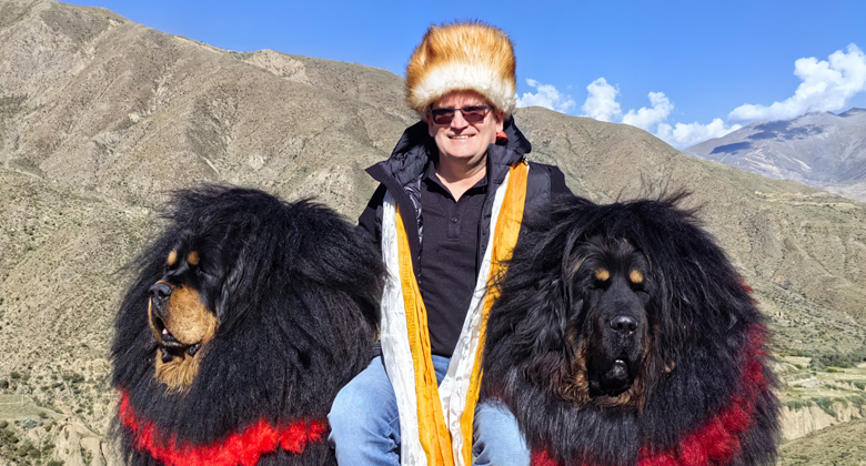 Tibetische Mastiffs am Yamdrok-See in Tibet