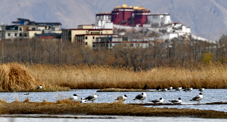 Brid watching in Lhasa