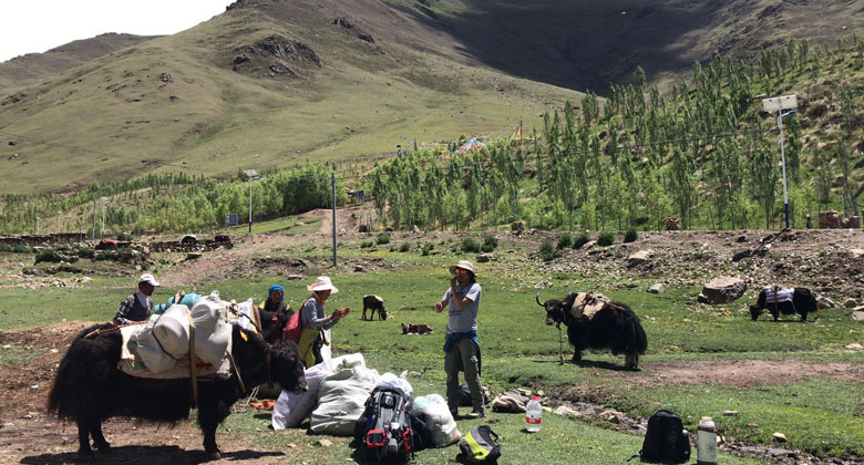 Tibetan Yaks