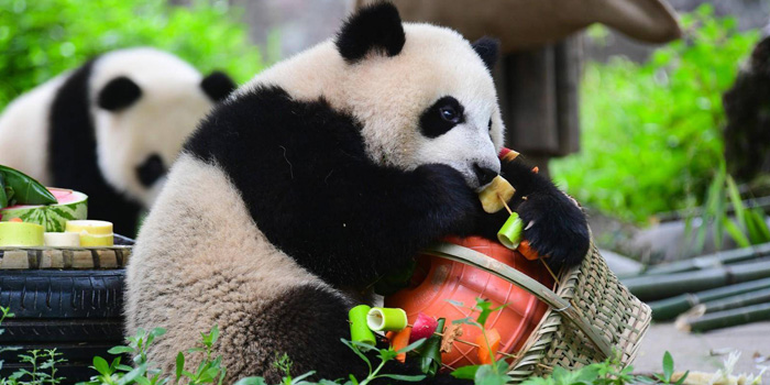 11 Tage Chengdu und Lhasa Welt Kultur Erbe Tour