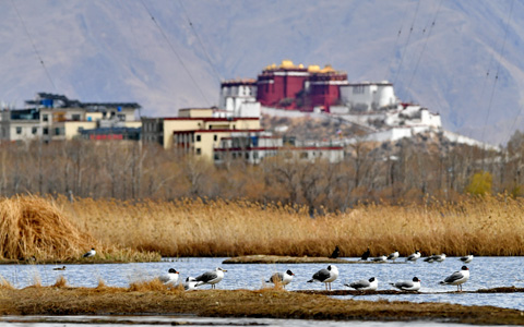 4-tägige Winter-Vogelbeobachtungstour in Lhasa und Umgebung