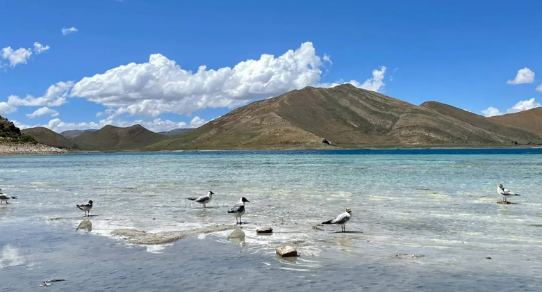 Capturing the countless migratory birds on the island